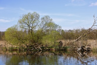 Fallen trees in the riparian region under blue sky, Peenetal nature park Park, Mecklenburg-Western