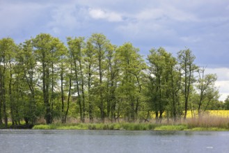 Green trees and reeds on the riverbank, under a slightly cloudy sky, Peenetal nature park Park,