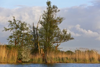 Individual trees and reeds on the shore with blue sky and clouds, Peenetal nature park Park,