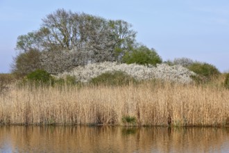 Blooming shrubs behind a thick sea of reeds under clear skies, Peenetal nature park Park,