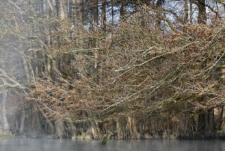 Dense alder forest in spring, foggy atmosphere over calm water, Peenetal nature park Park,