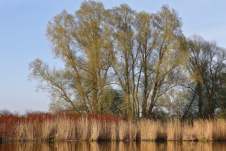 Tall trees and reeds on the riverbank under clear blue sky with calm water, Peenetal nature park