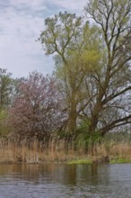 Blooming trees on the riverbank under a slightly cloudy sky, Peenetal nature park Park,