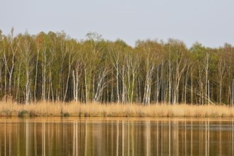 Calm river with reeds and birch forest in the background, Peenetal nature park Park,