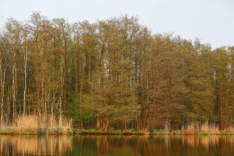 Dense forests and reeds on the river with calm water in warm evening light, Peenetal nature park