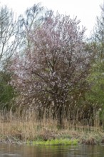 A blooming tree on the shore with reeds in front of a body of water in the spring landscape,