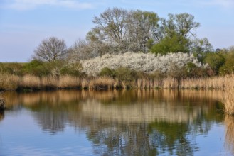 Flowering shrubs and their reflection in a quiet pond, Peenetal nature park Park,
