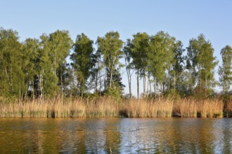 Birch forest on the river under bright blue sky, Peenetal nature park Park, Mecklenburg-Western