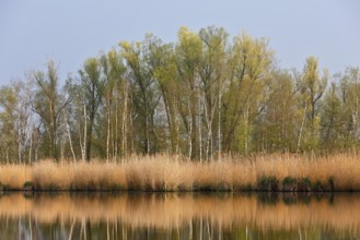 Birch forest with reeds reflected in quiet river, Peenetal nature park Park, Mecklenburg-Western