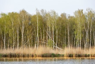 Birch forest with fresh greenery on the banks of a quiet river, Peenetal nature park Park,
