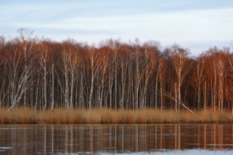 Evening sun dips birch forest and reeds in warm colors on the river, Peenetal nature park Park,