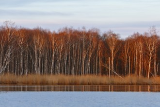 Birch forest in evening light with warm colors over a river, Peenetal nature park Park,