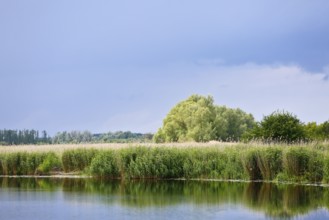 Dense reed landscape on water with green background and blue sky, Peenetal nature park Park,