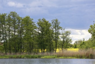 Green landscape on the riverbank with slightly cloudy sky, Peenetal nature park Park,