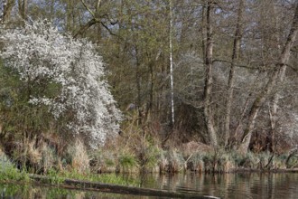 Blooming shrub surrounded by green forests on the edge of a quiet river, Peenetal nature park Park,