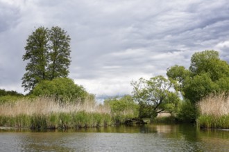 River landscape with denser trees and reeds, under a cloudy sky, Peenetal nature park Park,