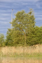 Tall tree with bird on barren branch surrounded by reeds under blue sky, Peenetal nature park Park,