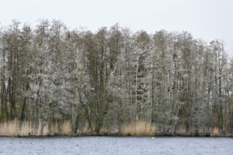 Cormorant sleeping trees covered with bird droppings, row of bare trees in winter against a grey