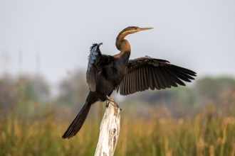Africa snake-necked bird (Anhinga rufa) sitting on a dead tree in the river, Thamalakane River,