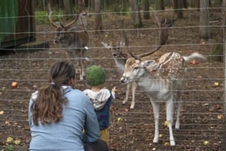 Father and son, two years old, look at the dam deer (Dama dama) in the forest enclosure,