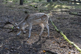 Fallow deer (Dama dama) in an outdoor enclosure in the forest, Mecklenburg-Western Pomerania,