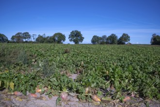 Ripe sugar beets (Beta vulgaris subsp. vulgaris Altissima Group) on the beet field, Othenstorf,