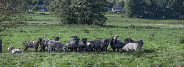 Various sheep breeds (Ovis gmelini) Rough-wooled country sheep, grey-horned heather and