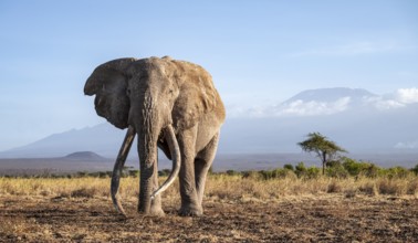 African elephant (Loxodonta africana) in picturesque landscape with the summit of Mount