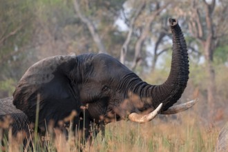 African elephant (Loxodonta africana), elephants on the riverbank between river grass, Thamalakane