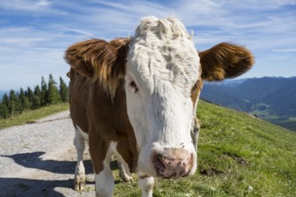 Cow standing in the Brauneck meadow, Bavarian Prealps, Isarwinkel, Lenggries, Upper Bavaria,