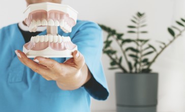 Dentist holds in his hands, dental model of teeth, in the clinic, natural light