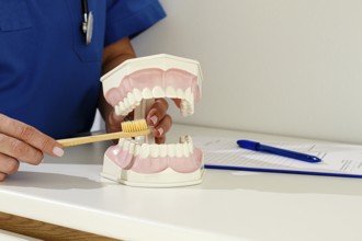 A dentist in a blue uniform demonstrates the correct technique of brushing teeth, on a model, in a