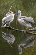 Krauskopf pelican (Pelecanus crispus), Tierwelt Herberstein, Herberstein, Styria, Austria