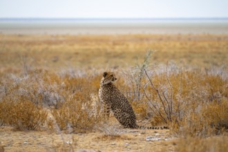 Cheetah (Acinonyx jubatus) sits in dry savanna, Etosha National Park, Namibia