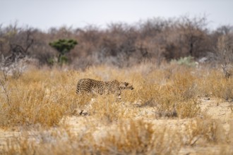 Cheetah (Acinonyx jubatus) runs in dry savanna, Etosha National Park, Namibia