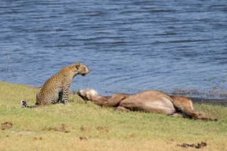 Leopard (Panthera pardus) with kill, waterbuck, Ihaha, Chobe National Park National Park, Botswana