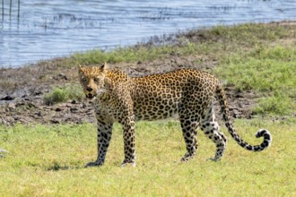 Leopard (Panthera pardus), Ihaha, Chobe National Park National Park, Botswana