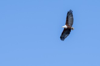 African fish eagle (Icthyophaga vocifer) flying, Ihaha, Chobe National Park National Park, Botswana