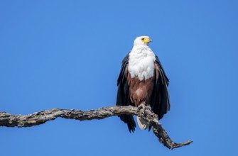 African fish eagle (Icthyophaga vocifer) sitting on dry tree, Ihaha, Chobe National Park National