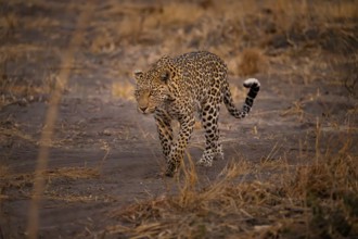 Female, leopard (Panthera pardus) snorting, dry grass, Savuti, Chobe National Park National Park,