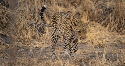 Female, leopard (Panthera pardus) sneaks through dry grass, Savuti, Chobe National Park, Botswana