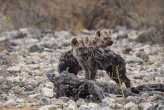 Spotted hyena or spotted hyena (Crocuta crocuta), two young animals, Etosha National Park, Namibia
