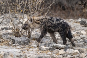 Spotted hyena or spotted hyena (Crocuta crocuta), young animal, Etosha National Park, Namibia
