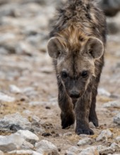 Spotted hyena or spotted hyena (Crocuta crocuta), young animal, Etosha National Park, Namibia