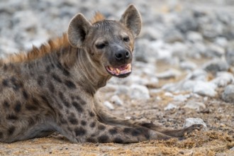Spotted hyena or spotted hyena (Crocuta crocuta), Etosha National Park, Namibia