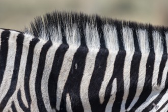 Burchell's zebra (Equus quagga burchellii), pattern, Etosha National Park, Namibia