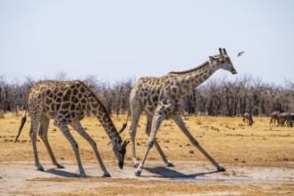 Angola giraffe (Giraffa giraffa angolensis), giraffe drinking at a waterhole, Etosha National Park,