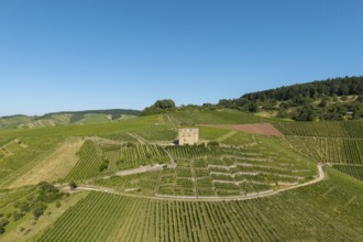 Old building surrounded by vineyards with wooded hills in the background, Y-Burg, Stetten im