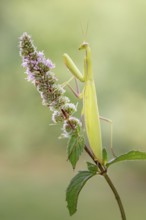Praying mantis (Mantis religiosa), Littlewood Ranch, Limbach, Burgenland, Austria