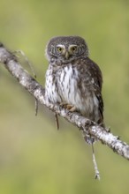 Sparrow owl (Glaucicium passerinum) sitting on a branch, Pillberg, Pill, Tyrol, Austria